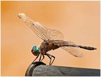 Elasmothemis constricta mâle, Mottled Streamskimmer