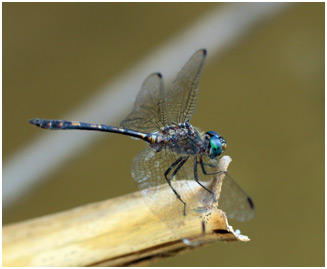 Elasmothemis constricta mâle, Mottled Streamskimmer