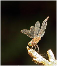 Elasmothemis constricta mâle, Mottled Streamskimmer