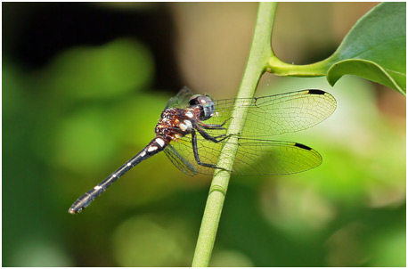 Elga leptostyla femelle, Blue-eyed Fairy