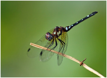 Elga leptostyla femelle, Blue-eyed Fairy