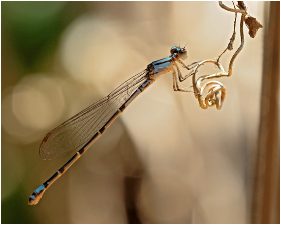 Enallagma novaehispaniae femelle, Neotropic Bluet