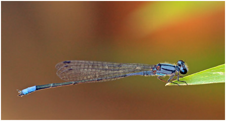 Enallagma novaehispaniae mâle, Neotropic Bluet