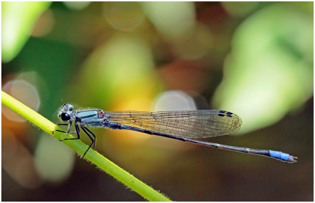 Enallagma novaehispaniae mâle, Neotropic Bluet