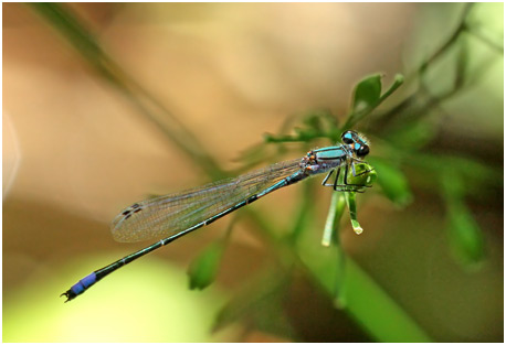 Enallagma novaehispaniae mâle, Neotropic Bluet