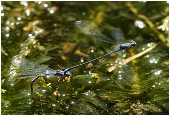 Enallagma novaehispaniae ponte, Neotropic Bluet