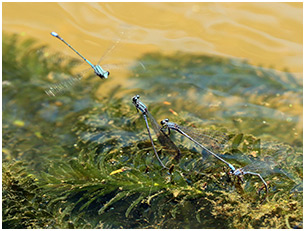 Enallagma novaehispaniae ponte, Neotropic Bluet