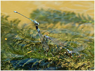 Enallagma novaehispaniae ponte, Neotropic Bluet