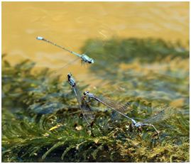 Enallagma novaehispaniae ponte, Neotropic Bluet