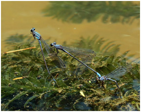 Enallagma novaehispaniae ponte, Neotropic Bluet