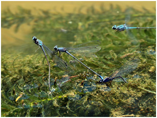 Enallagma novaehispaniae ponte, Neotropic Bluet