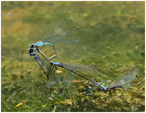 Enallagma novaehispaniae ponte, Neotropic Bluet