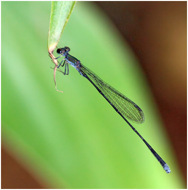 Epipleoneura venezuelensis mâle, Venezuelan Greytip