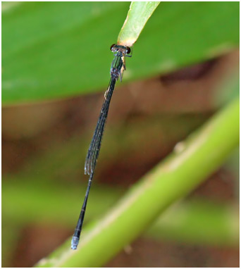 Epipleoneura venezuelensis mâle, Venezuelan Greytip