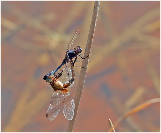 Erythemis credula accouplement, Blue pondhawk mating