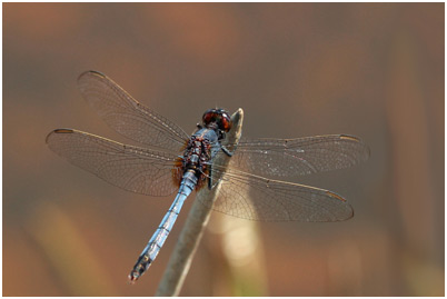 Erythemis credula, Blue pondhawk