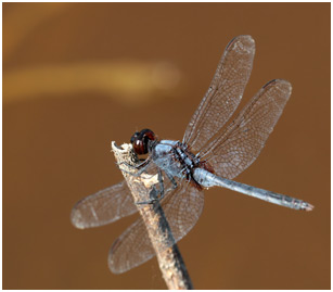 Erythemis credula, Blue pondhawk