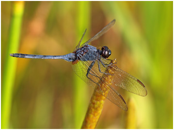 Erythemis credula, Blue pondhawk