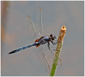 Erythemis credula, Blue pondhawk