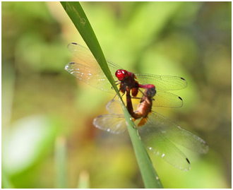 Erythemis mithroides femelles, Claret pondhawk