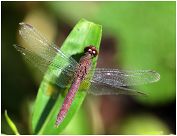 Erythemis mithroides femelle, Claret pondhawk