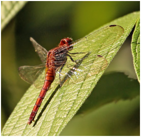 Erythemis mithroides femelle, Claret pondhawk