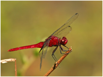 Erythemis mithroides mâle, Claret pondhawk