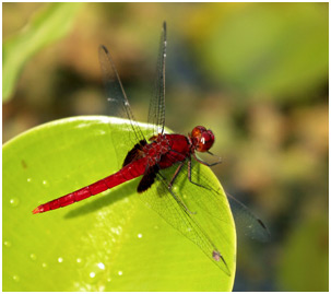 Erythemis mithroides mâle, Claret pondhawk