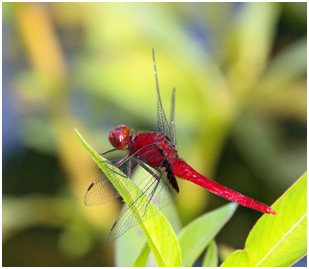 Erythemis mithroides mâle, Claret pondhawk