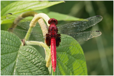 Erythemis mithroides mâle, Claret pondhawk