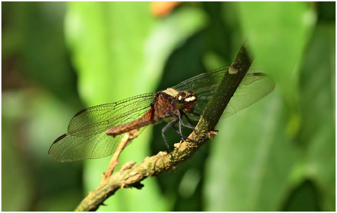 Erythemis peruviana femelle, Flame-tailed Pondhawk