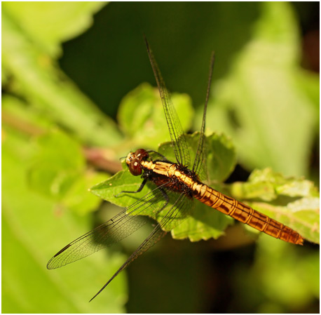 Erythemis peruviana femelle, Flame-tailed Pondhawk