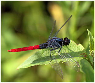 Erythemis peruviana mâle, Flame-tailed Pondhawk