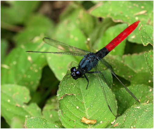 Erythemis peruviana mâle, Flame-tailed Pondhawk