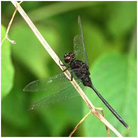 Erythemis plebeja mâle, Pin-tailed Pondhawk 