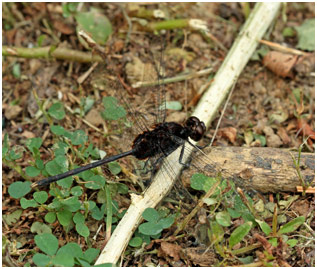 Erythemis plebeja mâle, Pin-tailed Pondhawk 