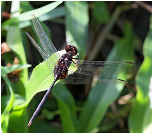 Erythemis plebeja mâle, Pin-tailed Pondhawk 