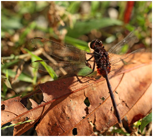 Erythemis plebeja mâle, Pin-tailed Pondhawk 