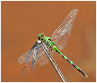 Erythemis vesiculosa mâle, Great pondhawk