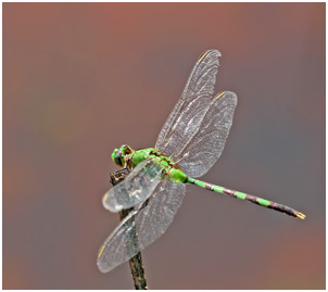 Erythemis vesiculosa mâle, Great pondhawk