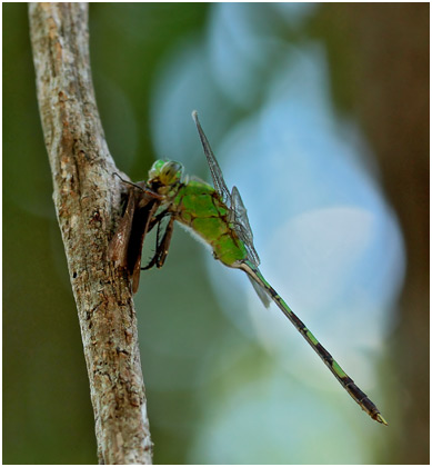 Erythemis vesiculosa mâle, Great pondhawk