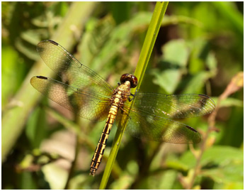 Erythrodiplax avittata femelle, Mottled Dragonlet