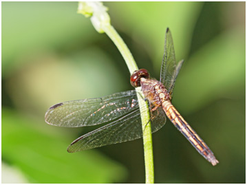 Erythrodiplax avittata femelle, Mottled Dragonlet