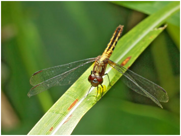 Erythrodiplax avittata femelle, Mottled Dragonlet