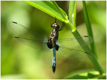 Erythrodiplax avittata mâle, Mottled Dragonlet