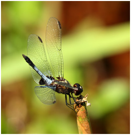 Erythrodiplax avittata mâle, Mottled Dragonlet