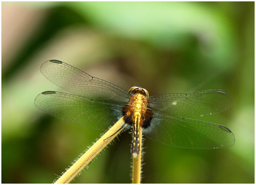 Erythrodiplax avittata mâle immature, Mottled Dragonlet