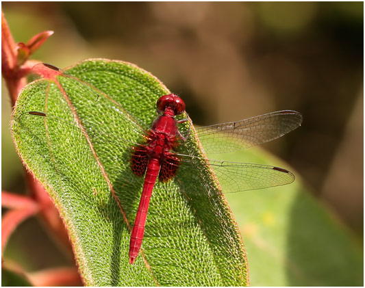 Erythrodiplax castanea mâle