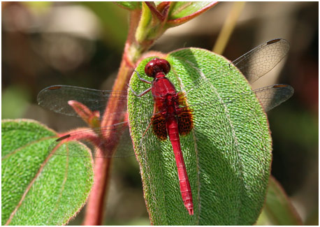 Erythrodiplax castanea mâle