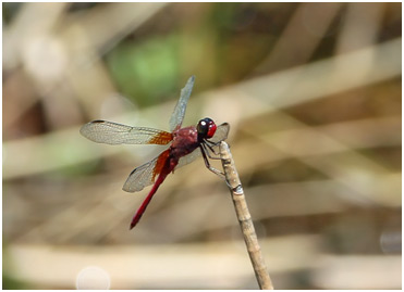 Erythrodiplax famula mâle, Reddish dragonlet